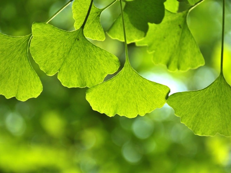 ginkgo biloba benefits in brain health